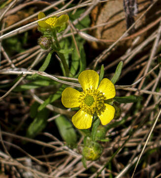 Слика од Ranunculus rhomboideus Goldie