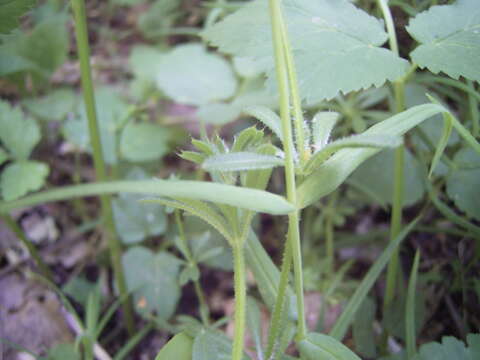 Слика од Stellaria holostea L.