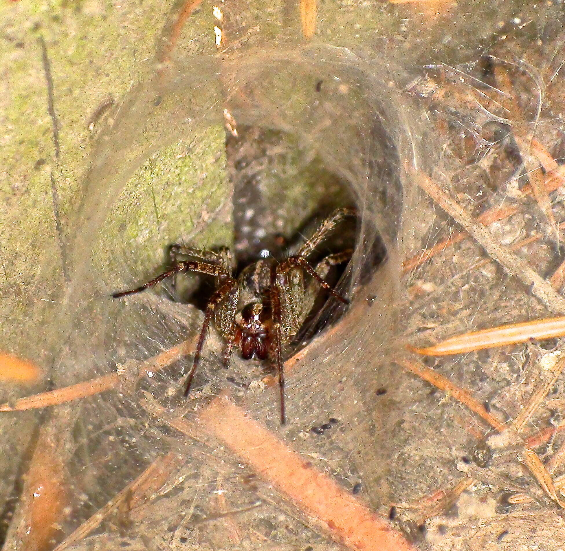 Image of Barn Funnel Weaver