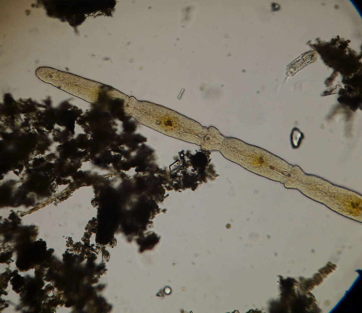 Plancia ëd Catenula confusa Nuttycombe 1956