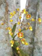 Слика од Grandiphyllum auricula (Vell.) Docha Neto