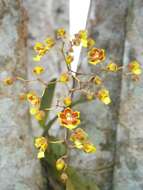 Image of mule-ear orchid