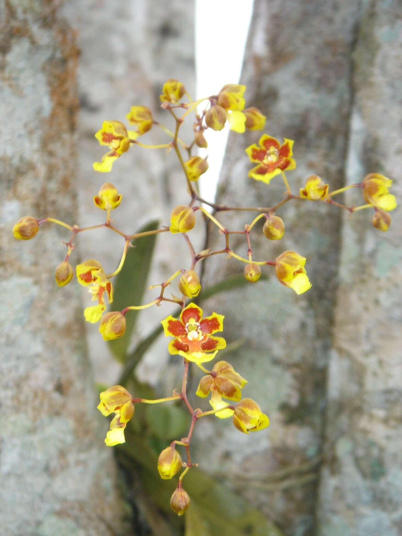 Image of mule-ear orchid