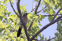 صورة Turdoides melanops querula Clancey 1979