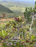 Image of Peripterygia marginata (Baill.) Loes.