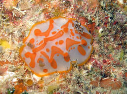 Image of Gold-spotted nudibranch
