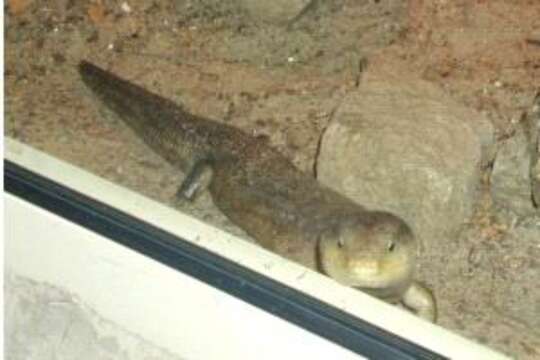 Image of eastern blue-tongued lizard