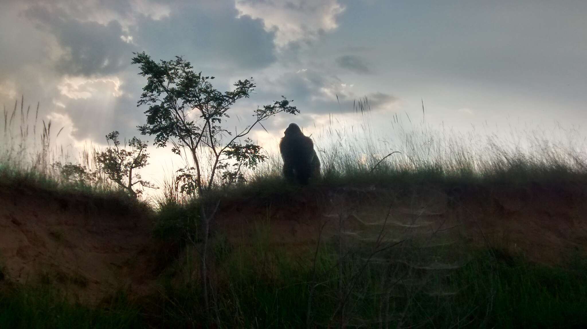 Image of Western Lowland Gorilla