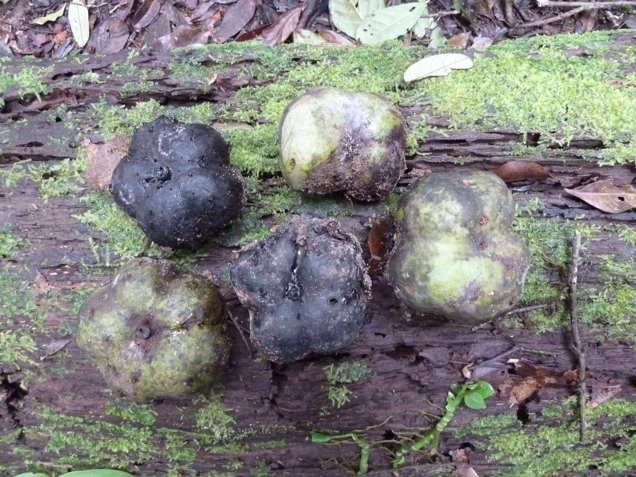 Image de Klainedoxa gabonensis Pierre