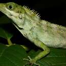 Image of Green Crestless Forest Lizard