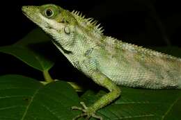 Image of Green Crestless Forest Lizard