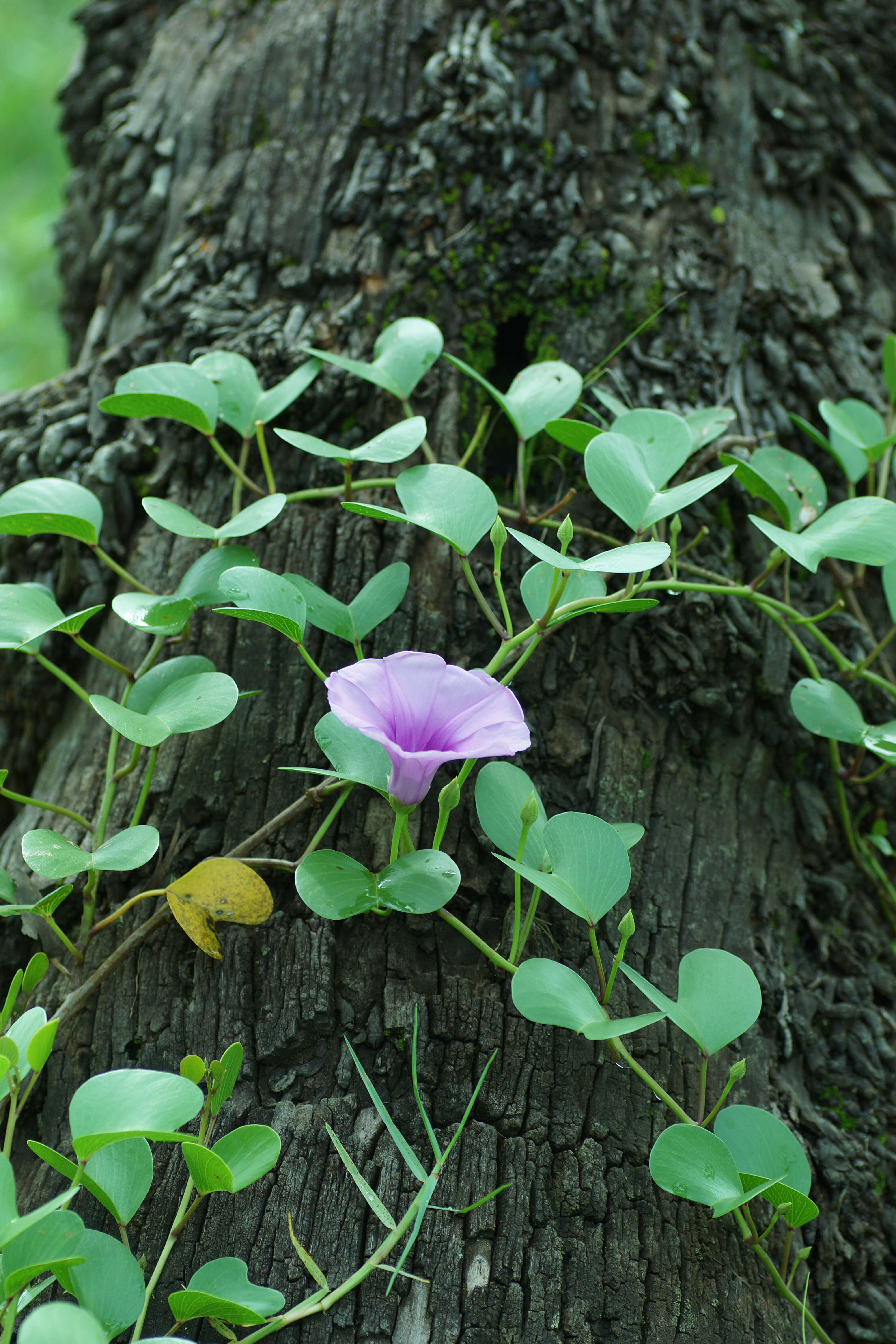 Ipomoea pes-caprae (L.) R. Brown resmi