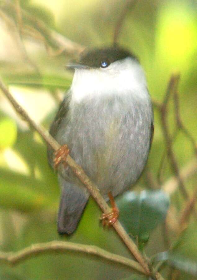 Image of White-bearded Manakin