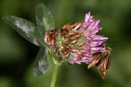 Image of Red Clover