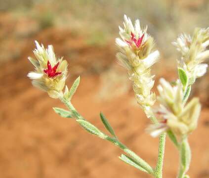 Image de Ptilotus arthrolasius F. Müll.