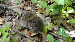 Image of Silver Mountain Vole