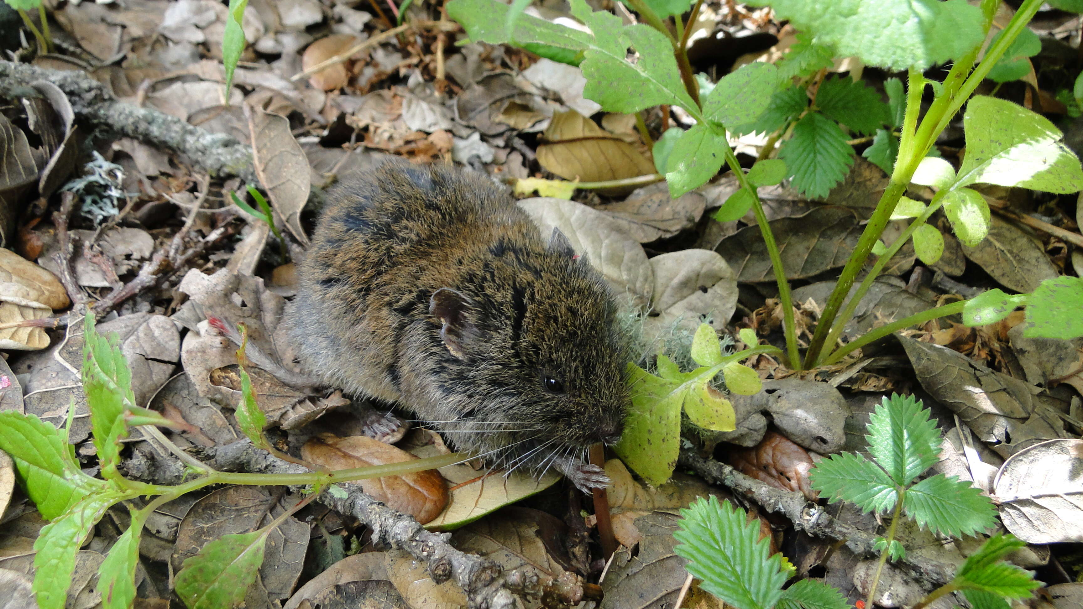 Image of Silver Mountain Vole