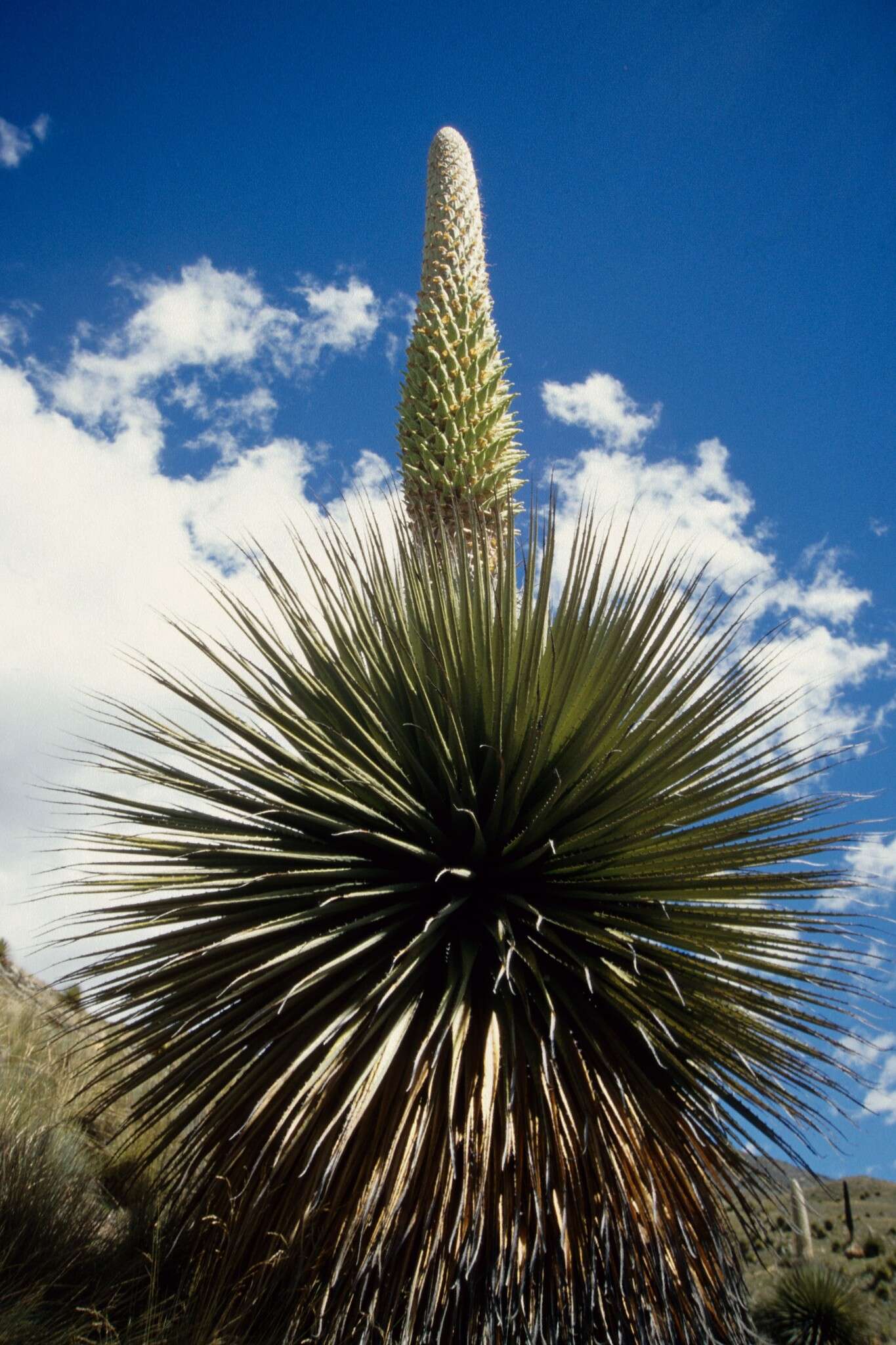 Image de Puya raimondii Harms