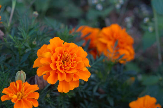 Image of French marigold