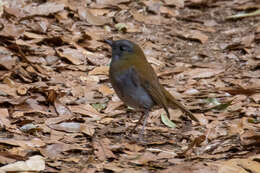 Image of Black-billed Nightingale-Thrush