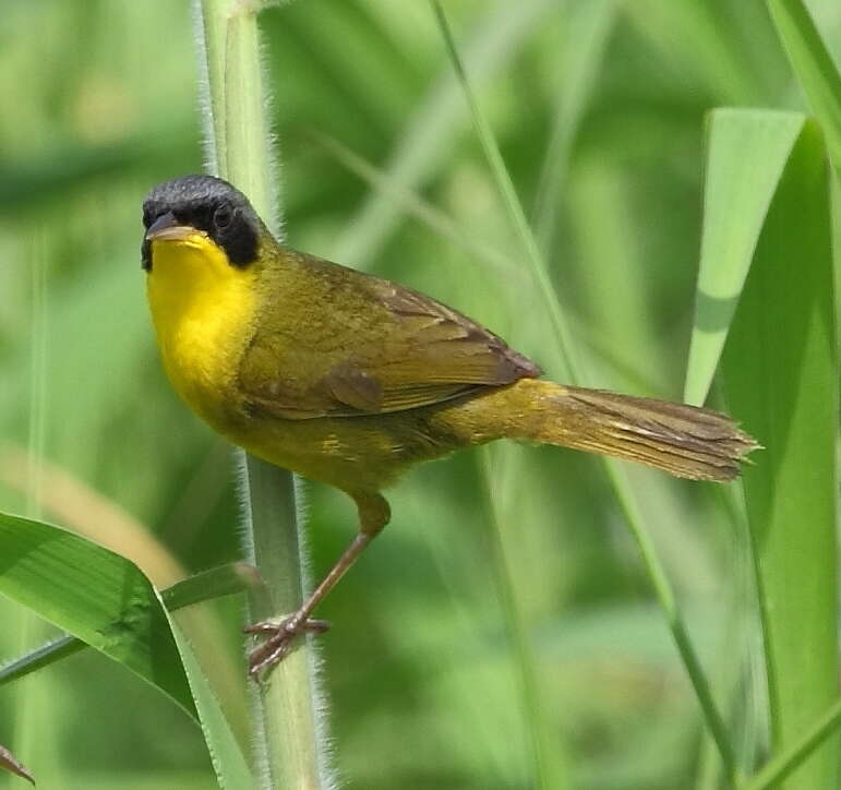 Image of Masked Yellowthroat