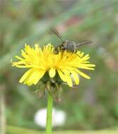 Image of Megachile amparo Gonzalez 2006