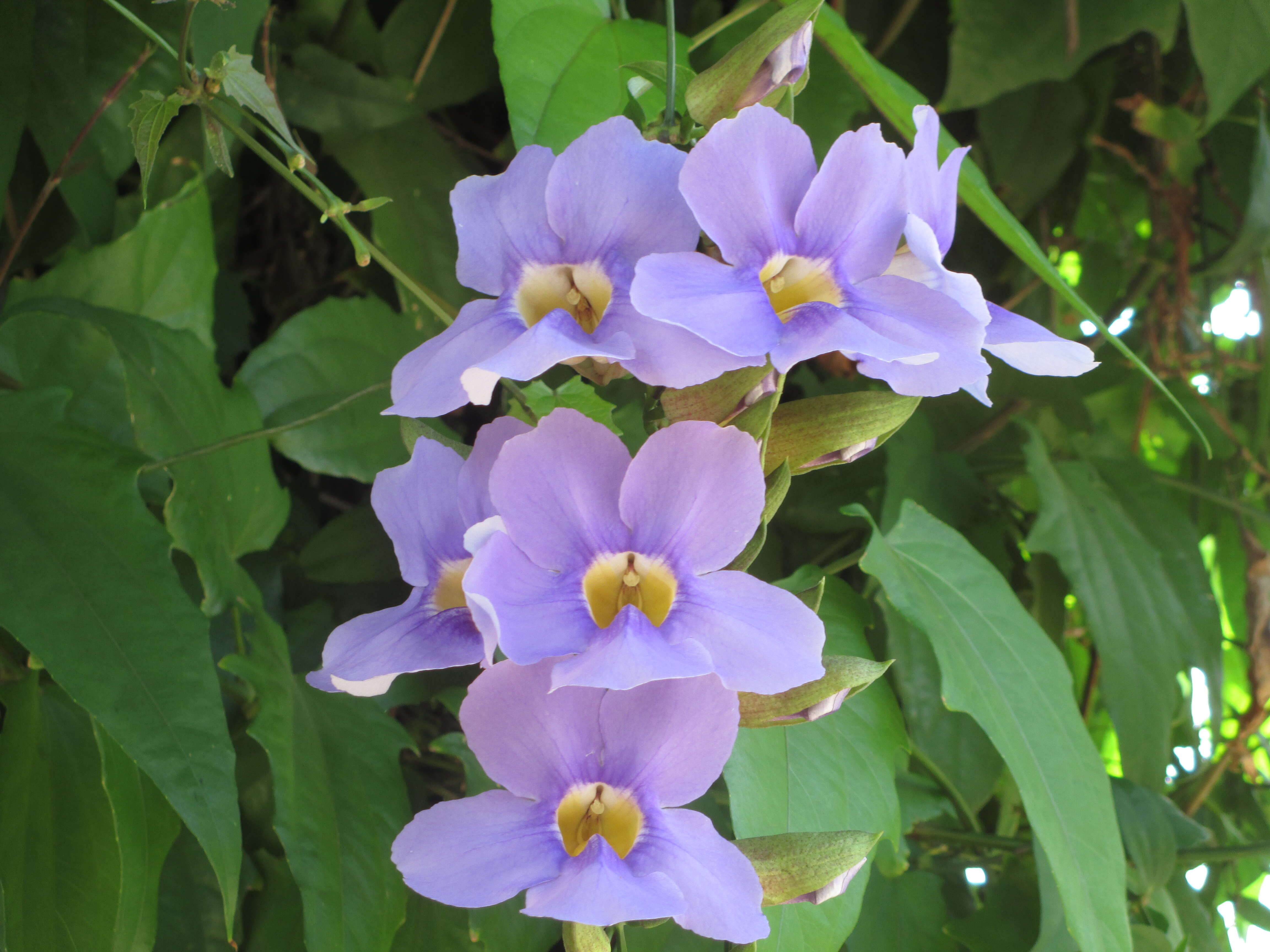 Image of Bengal clock vine