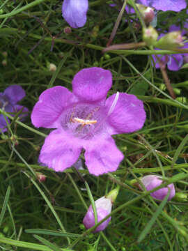 Image of slenderleaf false foxglove