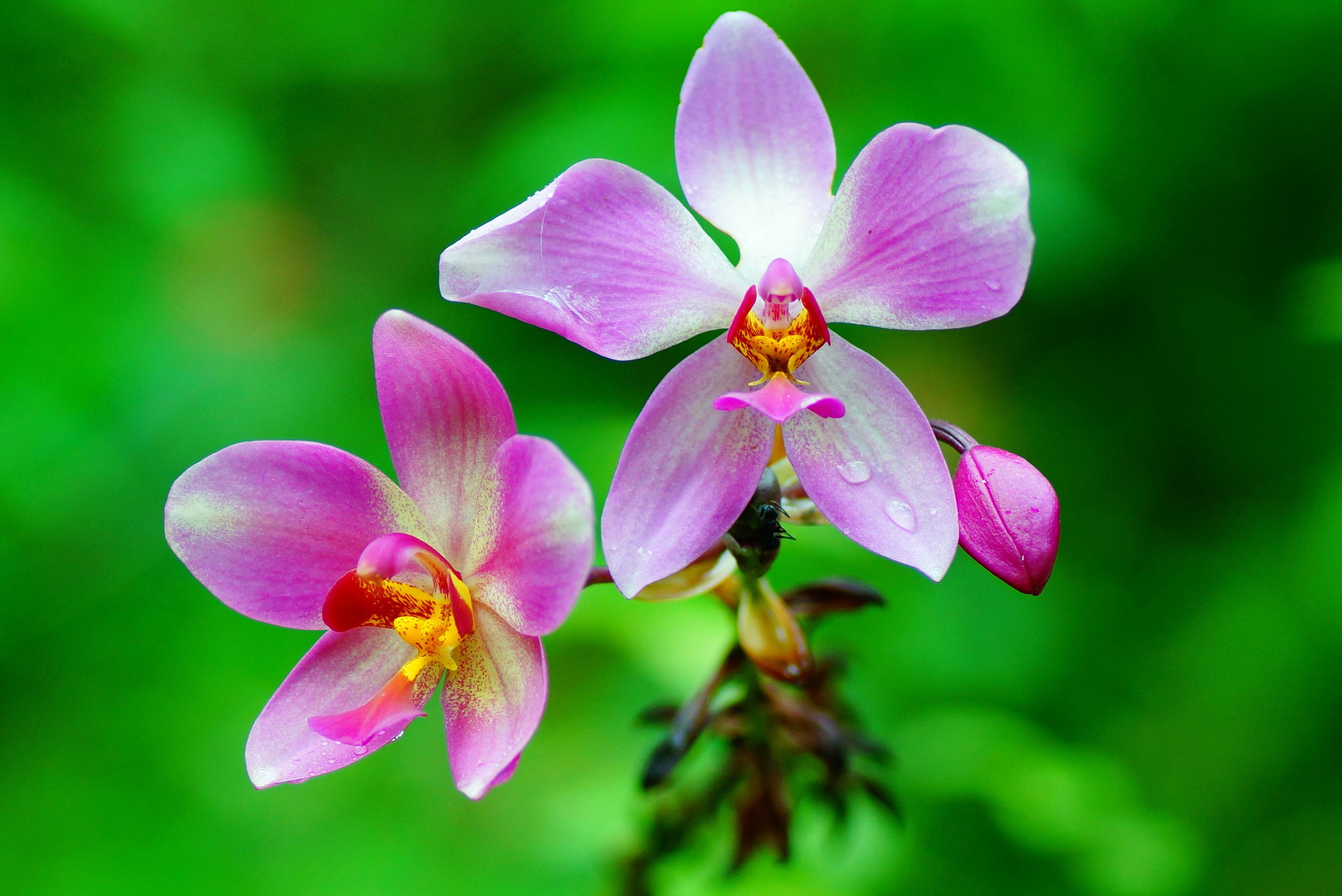 Ground Orchid Media Encyclopedia Of Life