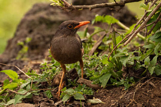 صورة Turdus abyssinicus Gmelin & JF 1789