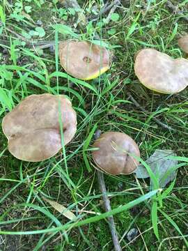 Image of Aureoboletus innixus (Frost) Halling, A. R. Bessette & Bessette 2015