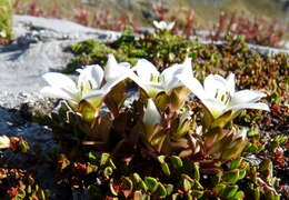 Gentianella filipes (Cheeseman) T. N. Ho & S. W. Liu resmi