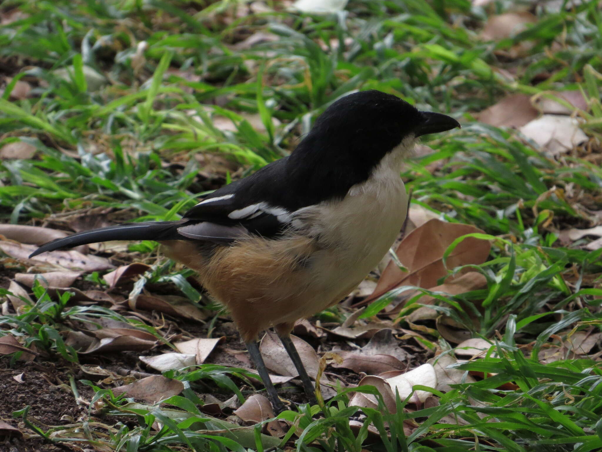 Image de Laniarius ferrugineus ferrugineus (Gmelin & JF 1788)