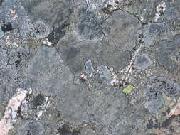 Image of map lichen