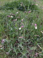 Imagem de Silene latifolia Poir.