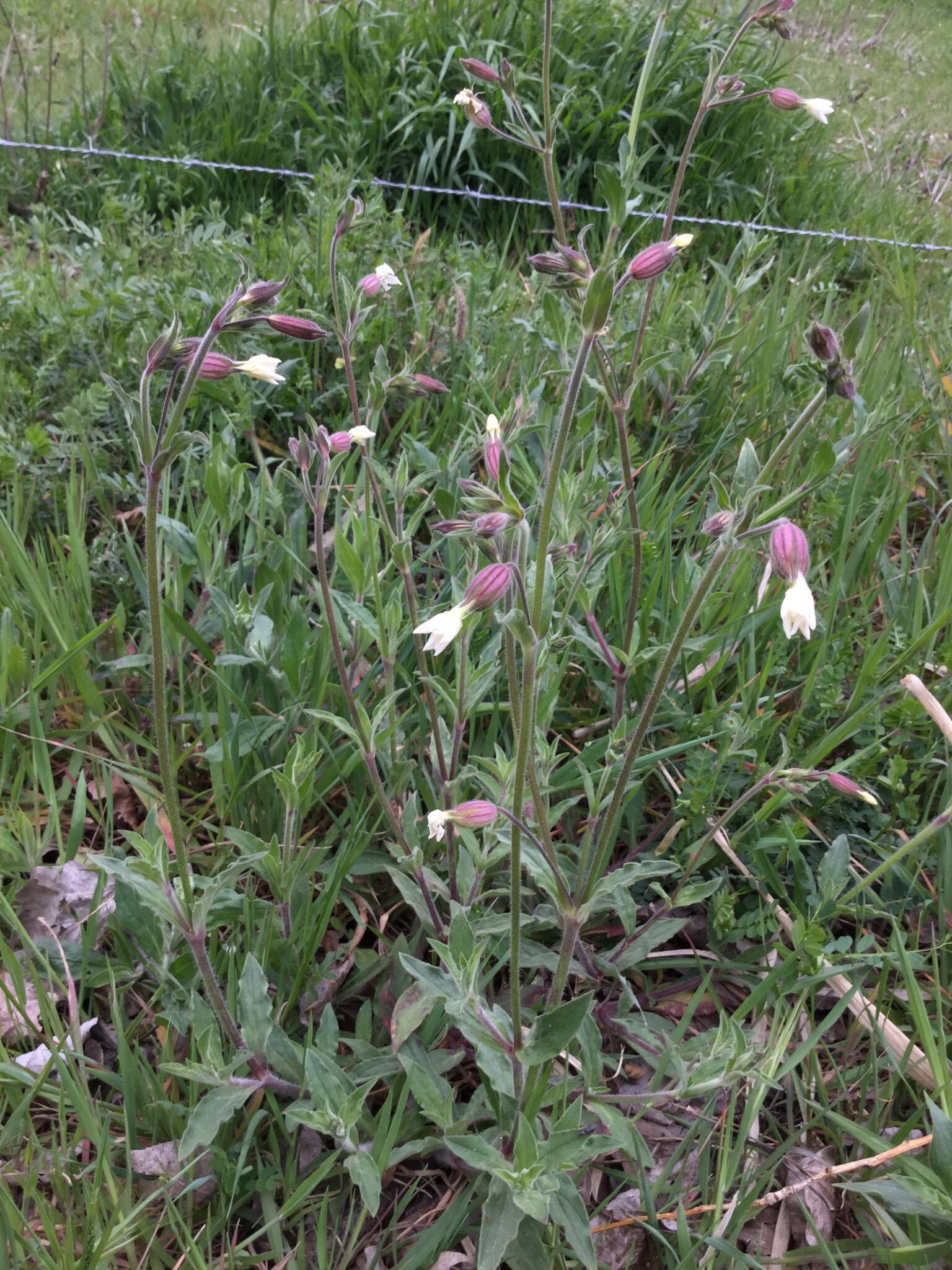 Imagem de Silene latifolia Poir.