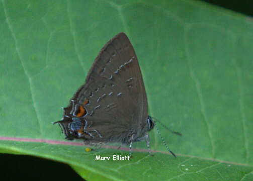 Image of Banded Hairstreak