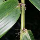 Image of Cathariostachys madagascariensis (A. Camus) S. Dransf.