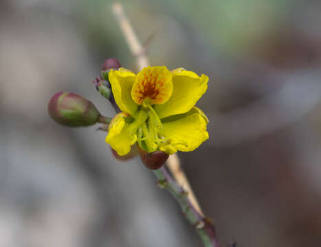 Image of <i>Denisophytum sessilifolium</i>