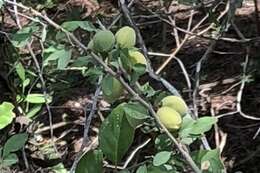 Imagem de Prunus minutiflora Engelm.