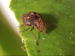 Image of Coffee Bean Weevil