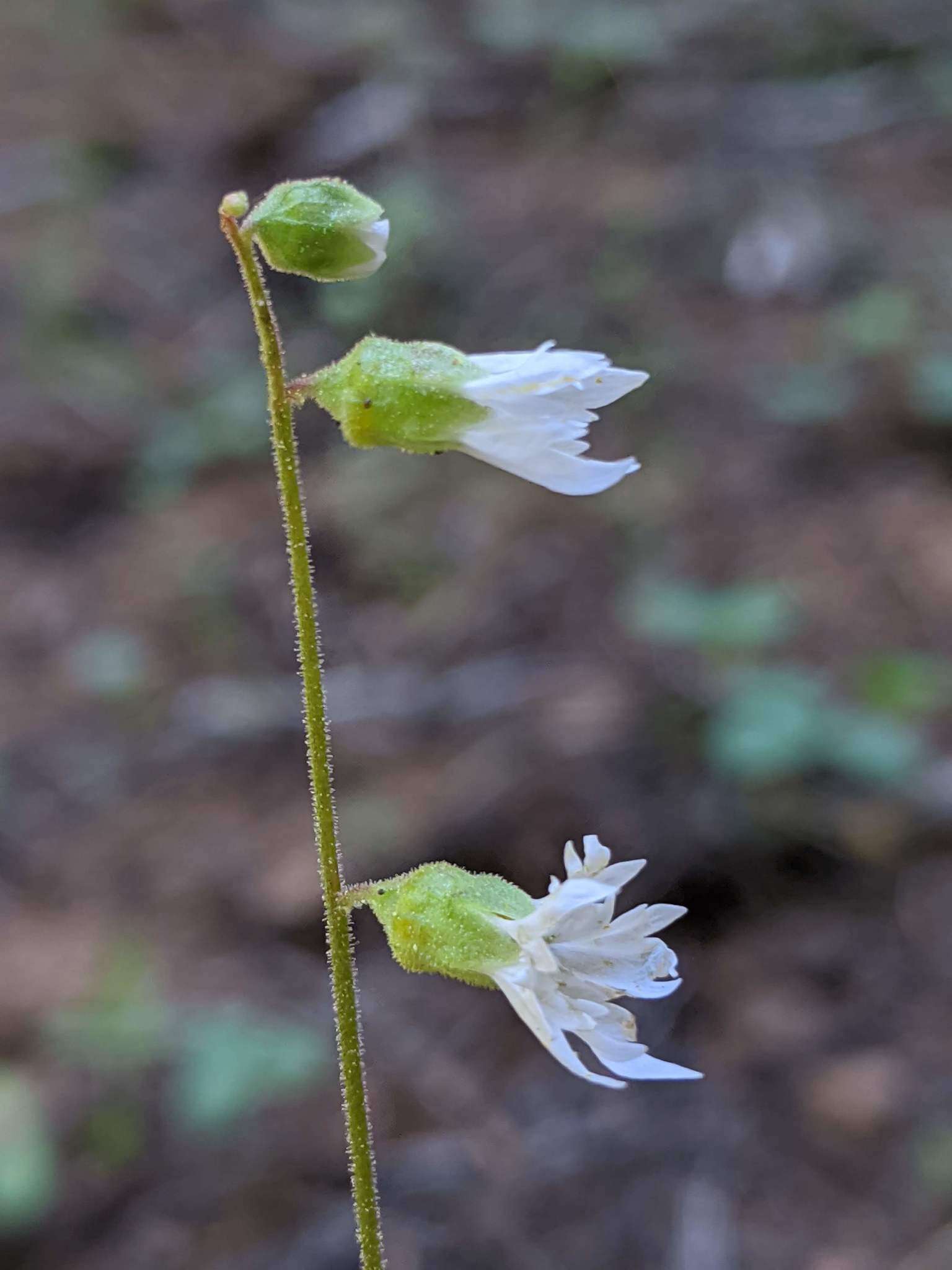 Image of Siskiyou Mountain woodland-star