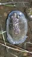 Image of Northern Spadefoot Toad