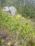 Plancia ëd Solidago virgaurea subsp. minuta (L.) Arcangeli