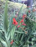 Image of Crocosmia Planch.