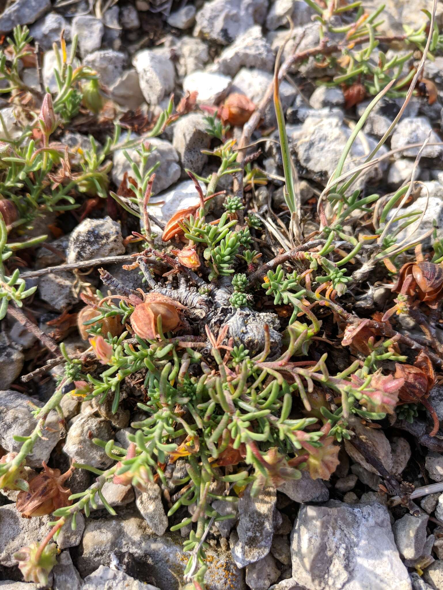 Image of sprawling needle sunrose