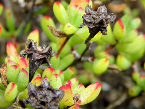 Image of Oscularia falciformis (Haw.) H. E. K. Hartm.