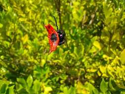 Image of Gasteracantha signifera Pocock 1898