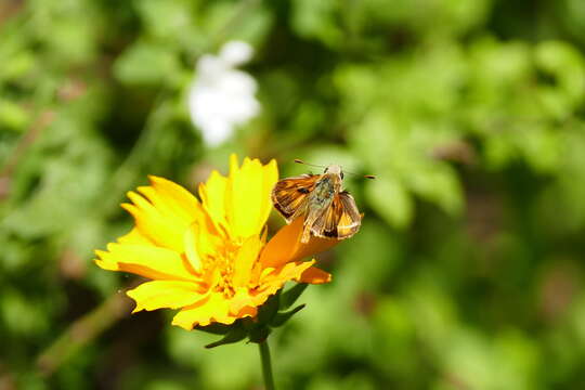 Atalopedes campestris Boisduval 1852 resmi