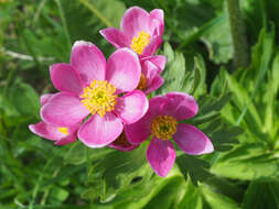 Imagem de Anemonastrum narcissiflorum subsp. fasciculatum (L.) Raus